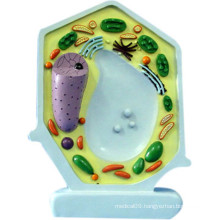 School Supplies Biology Teaching Plant Cell Model (R180114)